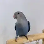 تم البيع طائر روز ذكر