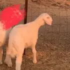 هريد حري صنف
