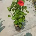 مزارع ومنسق حدائق