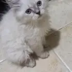قطط للبيع صحتها ممتازه لعوبه مرحبا متعلمه ليت