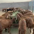 للبيع طليان سواكني حمري وصط وجبر