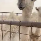 حواره رمانيه طيبه