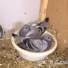 حمام زاجل