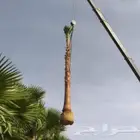 نقوم بقلع انخل و زراعه الفسايل