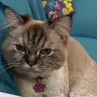 قط للتبني همالايا