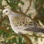 للبيع