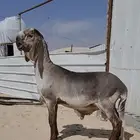 مشروع فحل سواكني فاخر جداا