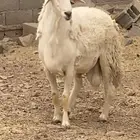 خروف فحل حري حرش فاخر