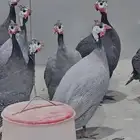 بيض حبشي للفقاسة