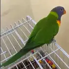 لوري رينبو حجم ماشاء الله