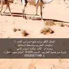 نياق كفوا للبيع