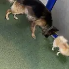 كلب جيرمن شيبرد بيور
