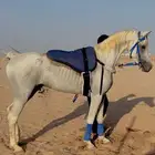 حصان شعبي شيخ
