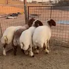 نعيم ثنوات ذبايح شحم