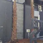 نخيل واشنطن و نخل عربي شبكات ري. زراعه ثيل