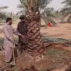 نقايل وجثايث نخل للبيع جميع الانواع