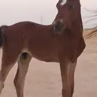 مهر شعبي من جهة الأم . الأب البطل أمير إبن وديم شركاسو