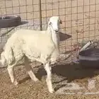 طليان حري مناسبات والصلخ بلموقع