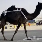 لقحه مجهم طيبه وسليمه شروط