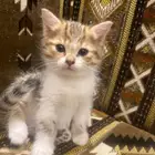 قطه للتبني