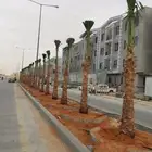 أشجار زيتون ونخيل وتركيب الشبوك