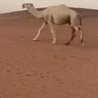 اللبيع قعود رباع