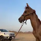 مهر شيخ جرم وارتفاع