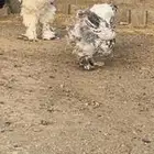 براهما فاخر