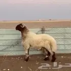 للبيع فحول جذعان وثنيان خصم