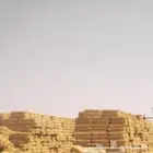 تبن قمح