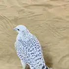 مطلوب جير بيور