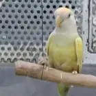 انثى روز للبيع