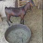 تيوس مقفله