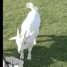 للبيع ماعز قزمي