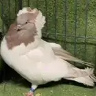 أنثى ارباش اروبي
