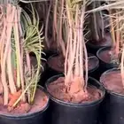 نقوم بعمل قشع فسائل النخيل وتجذيرها في نفس المزرعه