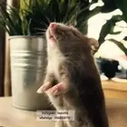 هاسمتر