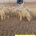 حريات ثلاجة ومناسبات