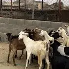 للبيع 15 عنز بفحلها