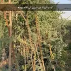 اشجار للبيع ونخيل واشنطونياء وحلفاء الموقع مدينة الرياض