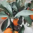 حرباء متوفر تمارا