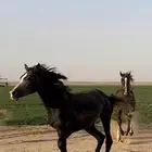 مهرة للبيع