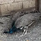 طاووس هندي