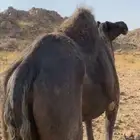 ناقة مجهم كفو