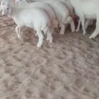 طليان فاخره