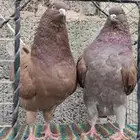جوز كنق احمر
