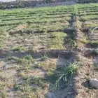 بناحجر