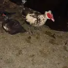 ذكر بط مصري للبيع