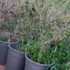شتلات بشام صغيره وكبيره