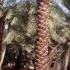 نخل